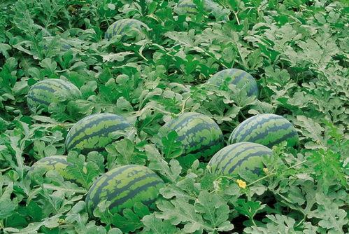 成都疫情吃瓜图片