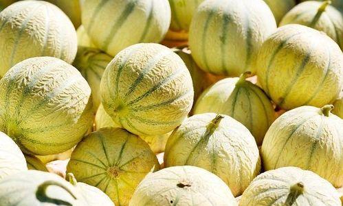 吃蓝瓜会上火,美味与上火之间的微妙平衡