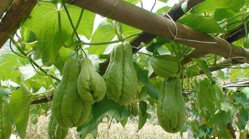 佛手瓜给孩子吃,宝宝辅食新选择