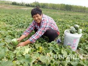 哈巴河吃瓜牛人,探寻瓜乡风情与田园生活
