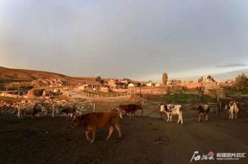 哈巴河吃瓜牛人,探寻瓜乡风情与田园生活