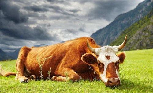 哈巴河吃瓜牛人,探寻瓜乡风情与田园生活