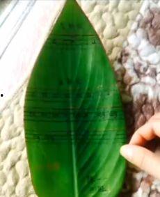 芭蕉瓜怎么吃,探索美味与营养的完美融合