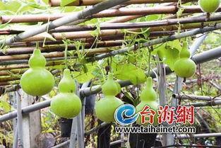 当老外第一次吃葫芦瓜