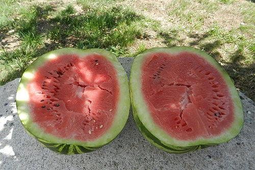 梦见瓜地里吃瓜,瓜地寻瓜,甜蜜滋味揭秘