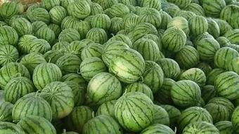 梦见瓜地里吃瓜,瓜地寻瓜,甜蜜滋味揭秘